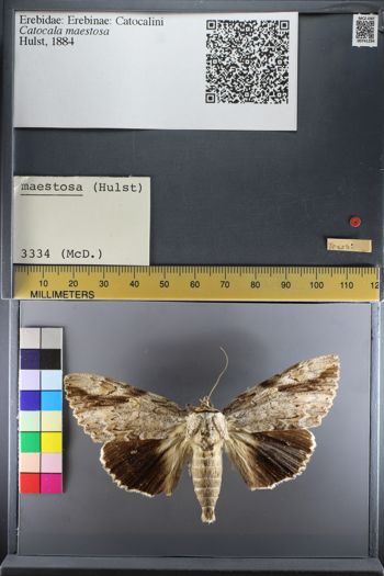 Media type: image;   Entomology 741294
